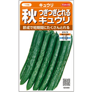 サカタのタネ キュウリ 胡瓜 きゅうり つぎつぎとれる秋キュウリ 小袋