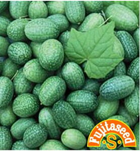 マイクロキュウリ野菜のタネ
