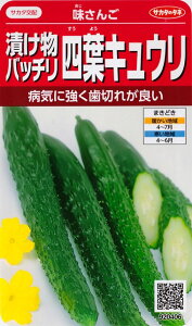 漬物バッチリ四葉キュウリ （18粒）野菜種[春まき] 920406