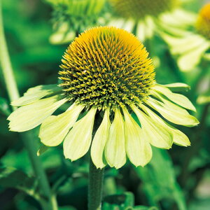 アランズ ナチュラル ドッグフード ラム (2kg) 全犬種 全年齢 対応 グレインフリー